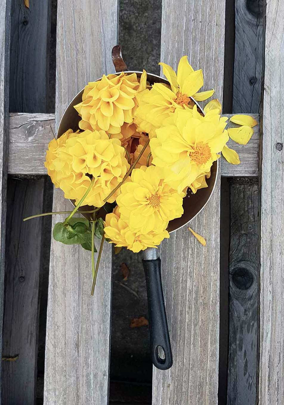 fiori-gialli